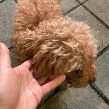 用尽犬力只要你回头