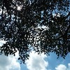 当个傻瓜 (demo)