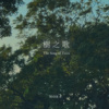树之歌 The Songs of Trees. ( Instrumental ）