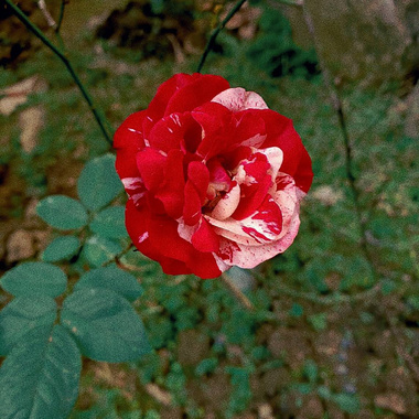 红花恋歌