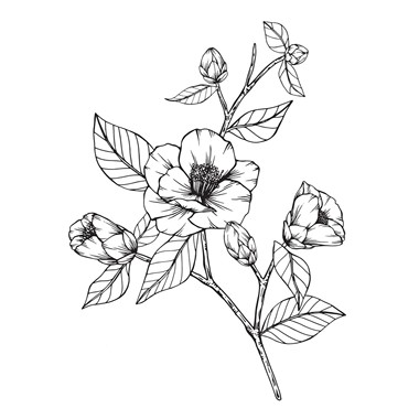 山茶花的红