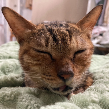 搜集全世界的好运（demo）