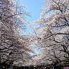樱花的美丽 (The Beauty of Cherry Blossoms)
