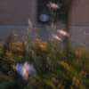 butterfly, shining, how to do