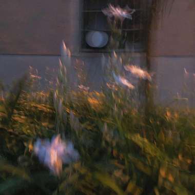 butterfly, shining, how to do