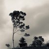 狼群 Wolf Pack_木吉他版