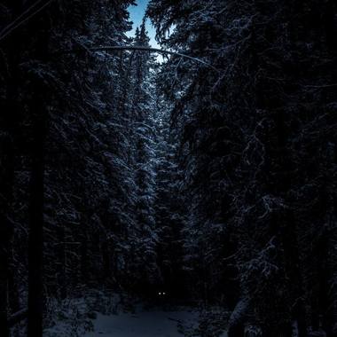 Dark Forest (demo)