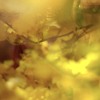 花季
