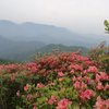 山花烂漫Demo