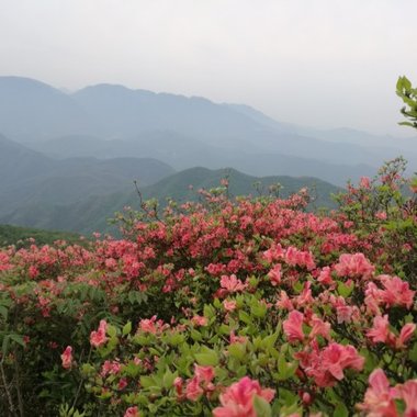 山花烂漫Demo