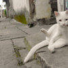 小杂兵