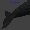 灰鲸 / E. robustus