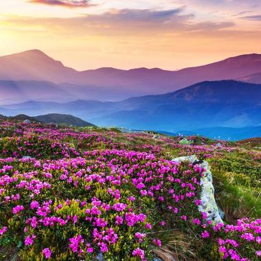 鲜花