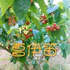 𦶟樱