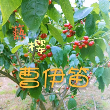 𦶟樱