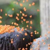 桂花雨
