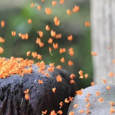 桂花雨