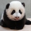 .小鹿2014新版有气无力情人节献礼