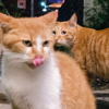 猫说 Neko Theory