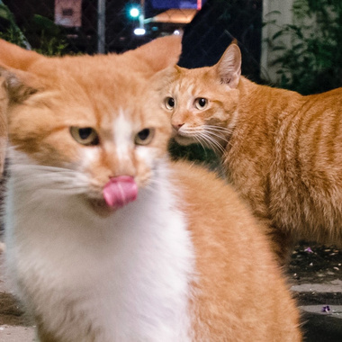 猫说 Neko Theory