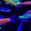 鱼仔 FISH REMIX