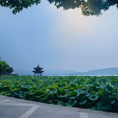 鲤鱼