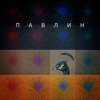 孔雀