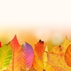 autumn（纯音乐）