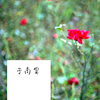 秘密草地